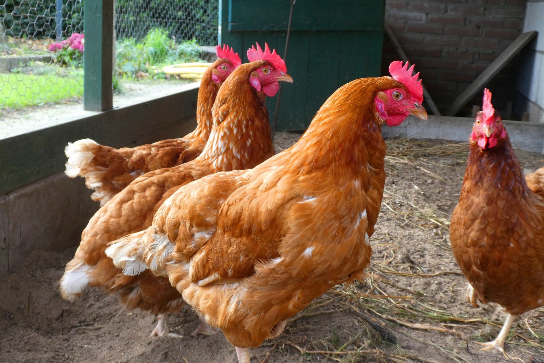 chickens