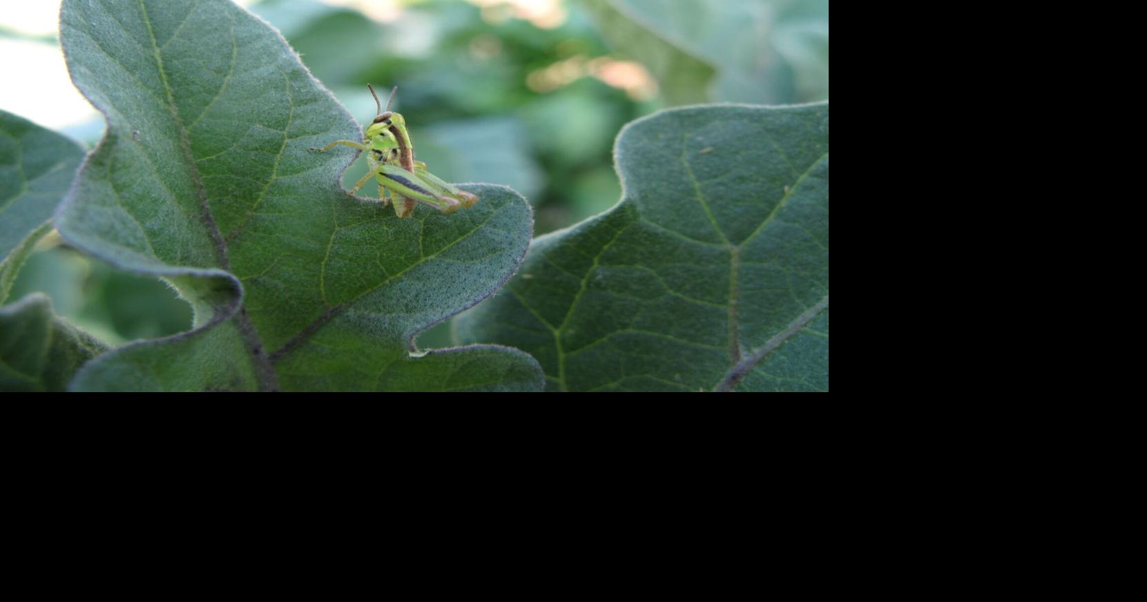 Ask an Expert – Tips to help reduce grasshopper grazing