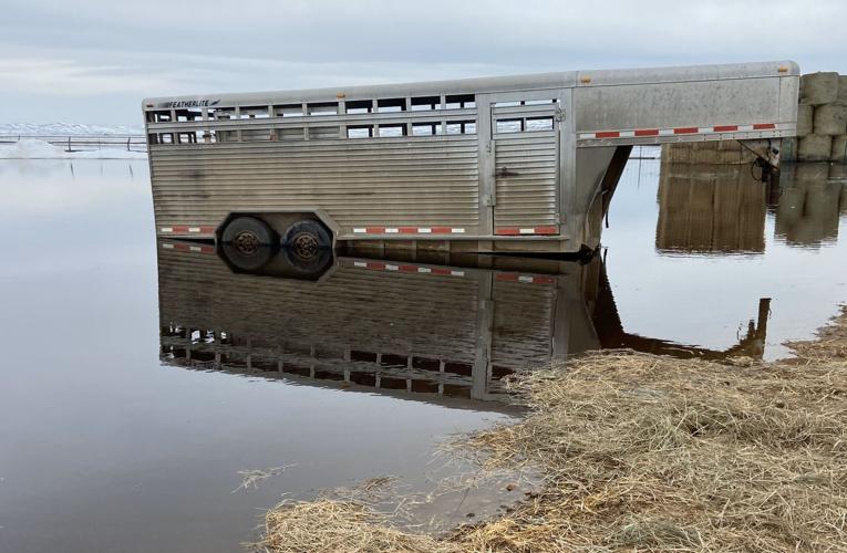 Rich County ranchers struggling with cattle in flooded fields | Local ...