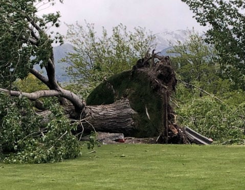 Strong winds cause problems, knocking down trees and power lines ...