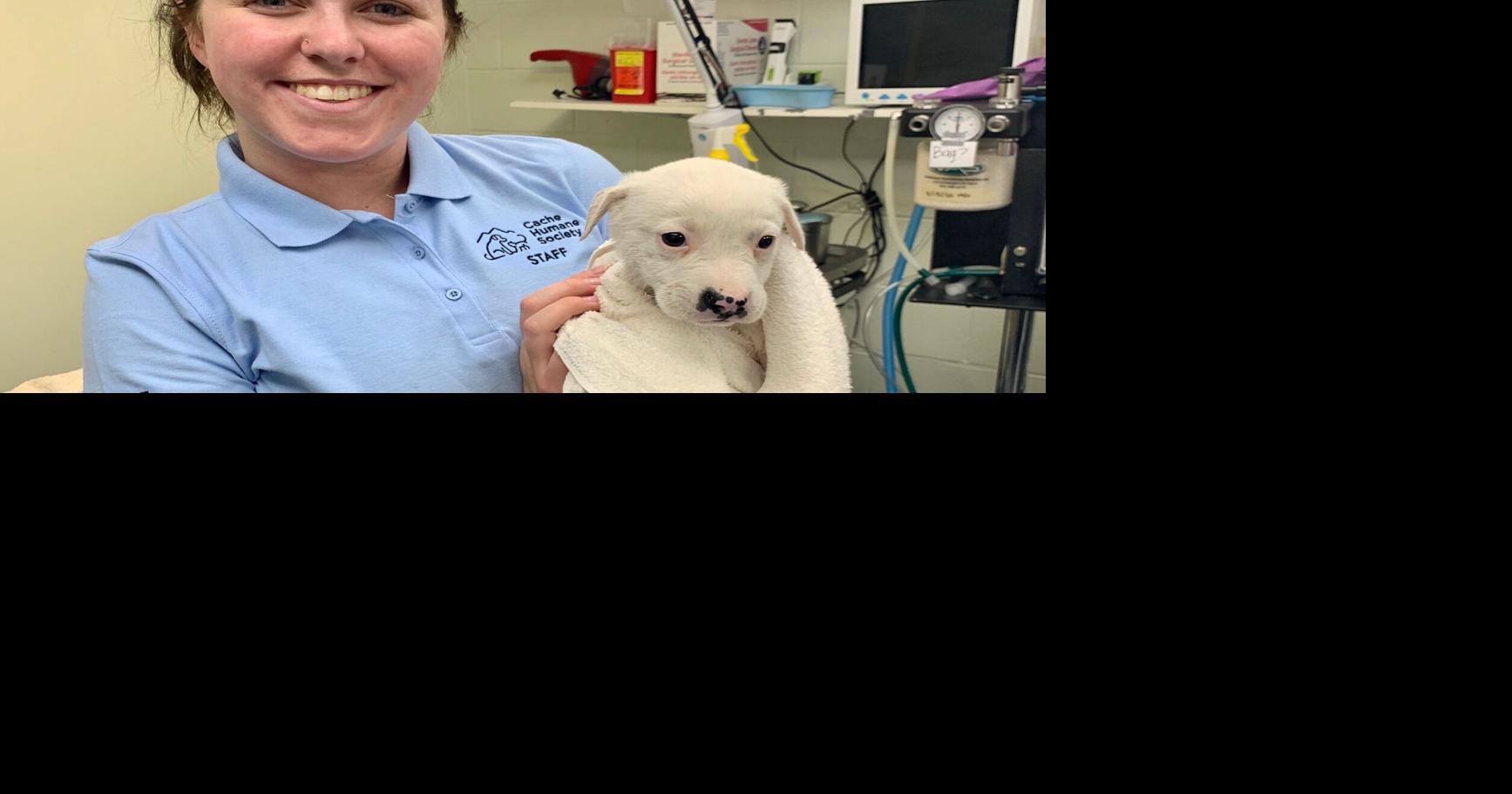 Cache Humane Society receives 7 new pups from Navajo Nation | Local ...