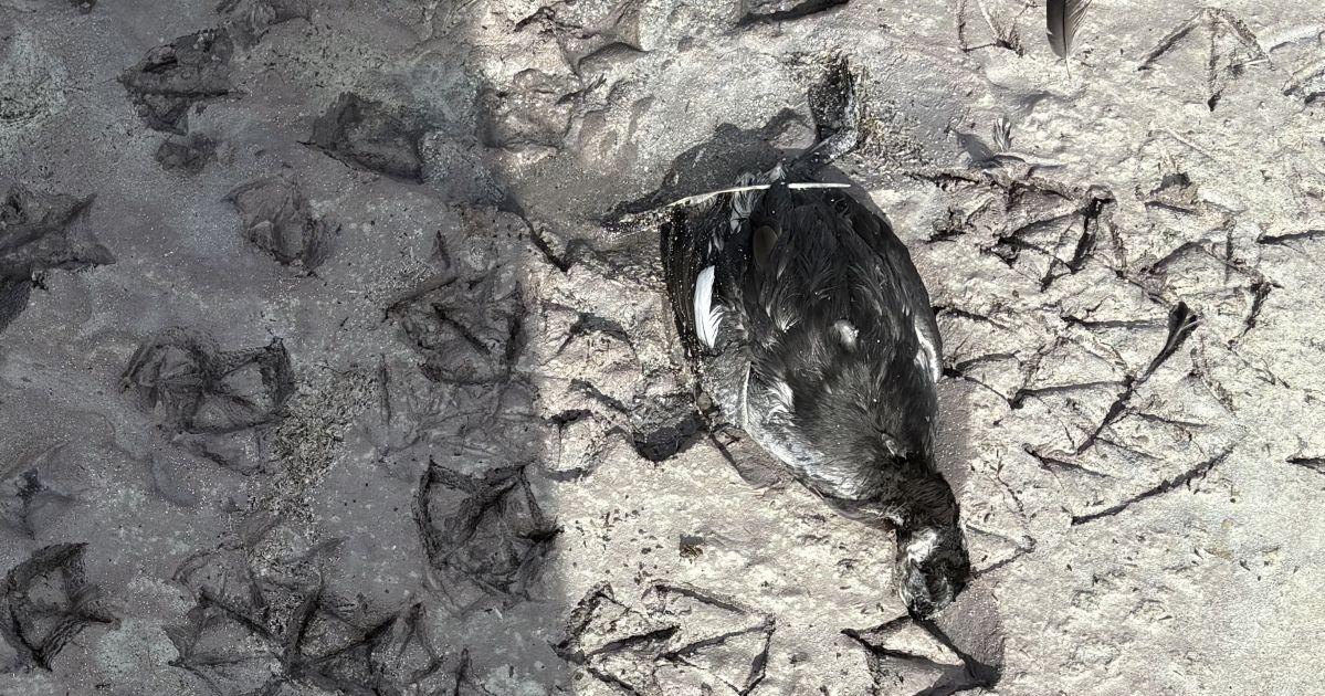 Highly pathogenic avian influenza is found in Cache an Box Elder counties