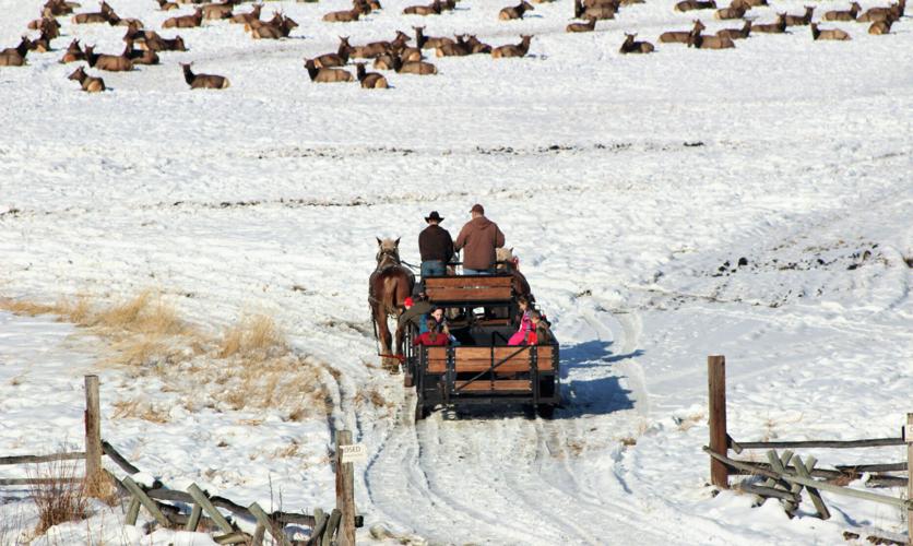 Hardware Ranch opens for another Elk viewing season | Local News ...