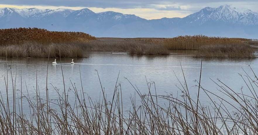 Utah sells 22,300 acres of wetlands bordering Great Salt Lake to federal officials for $60 million