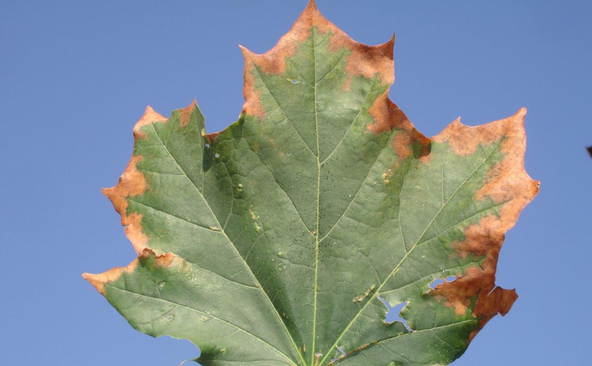 Ask an Expert: Why are my leaves turning brown? | Local News ...