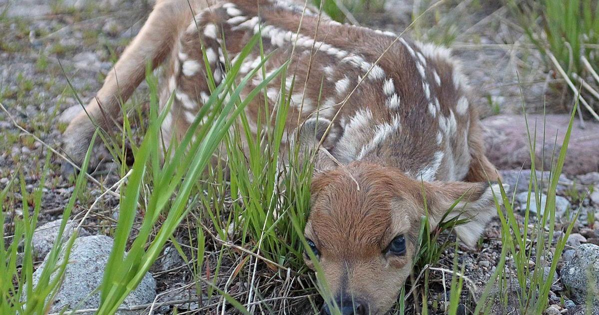 Don’t touch or take home baby deer or elk found in the wild