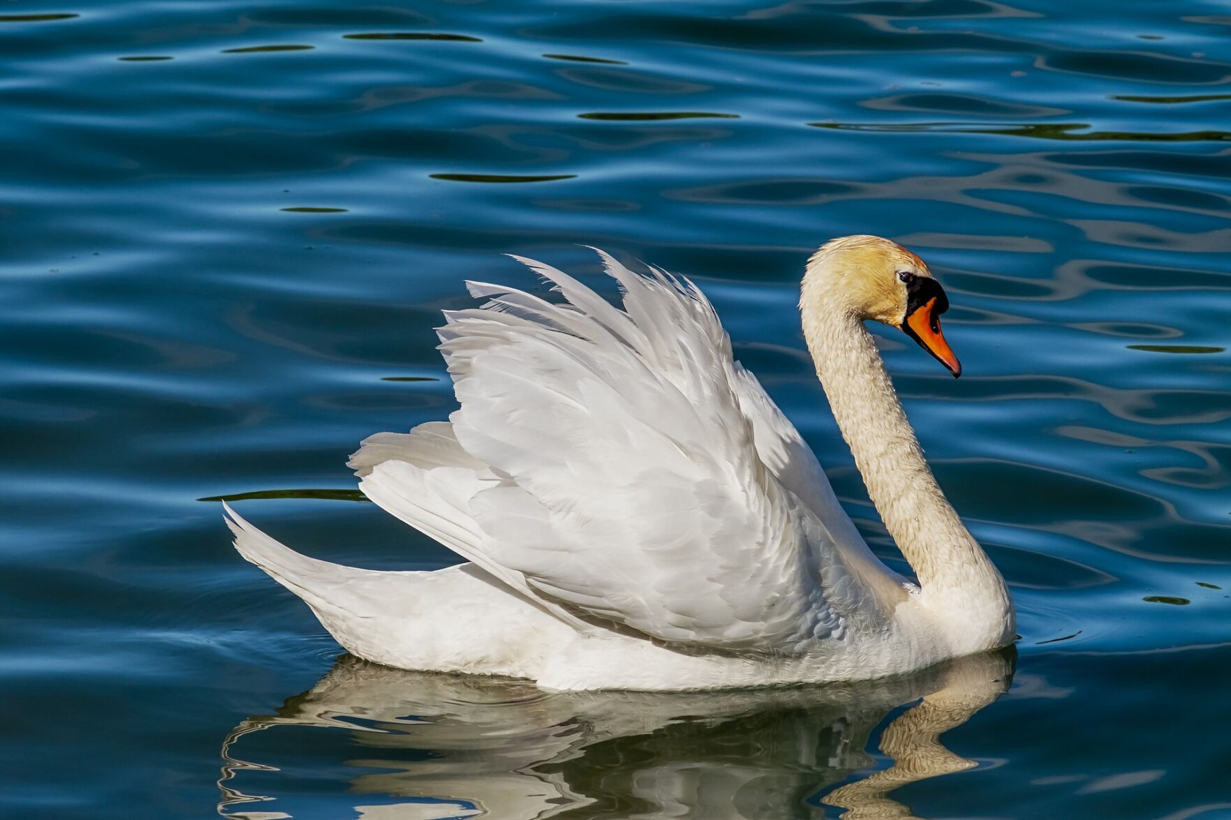 Swan migration will soon come through Utah | Local News
