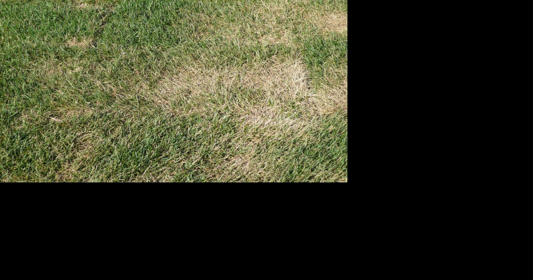 Ask an Expert – Why is my lawn turning brown?