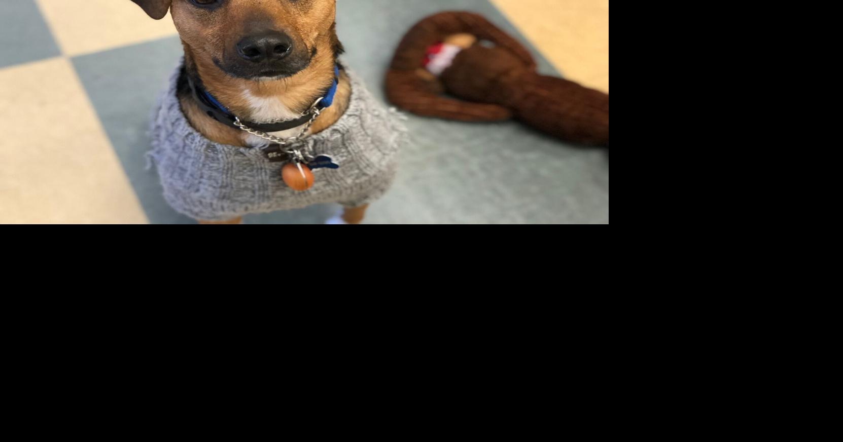 ADOPT A PET: Bosco the Jack Russell/Beagle mix is looking for a Caledon ...