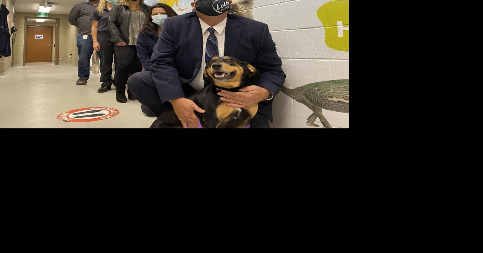 Caledon launches lostandfound portal to reunite pets with owners