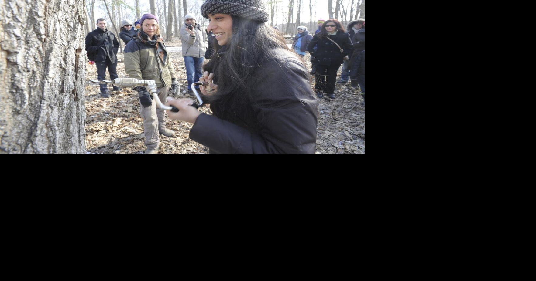 What’s on Maple syrup events ‘back on tap’ in person at Caledon