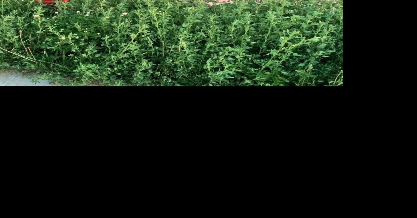 Grass Cutting Bylaw