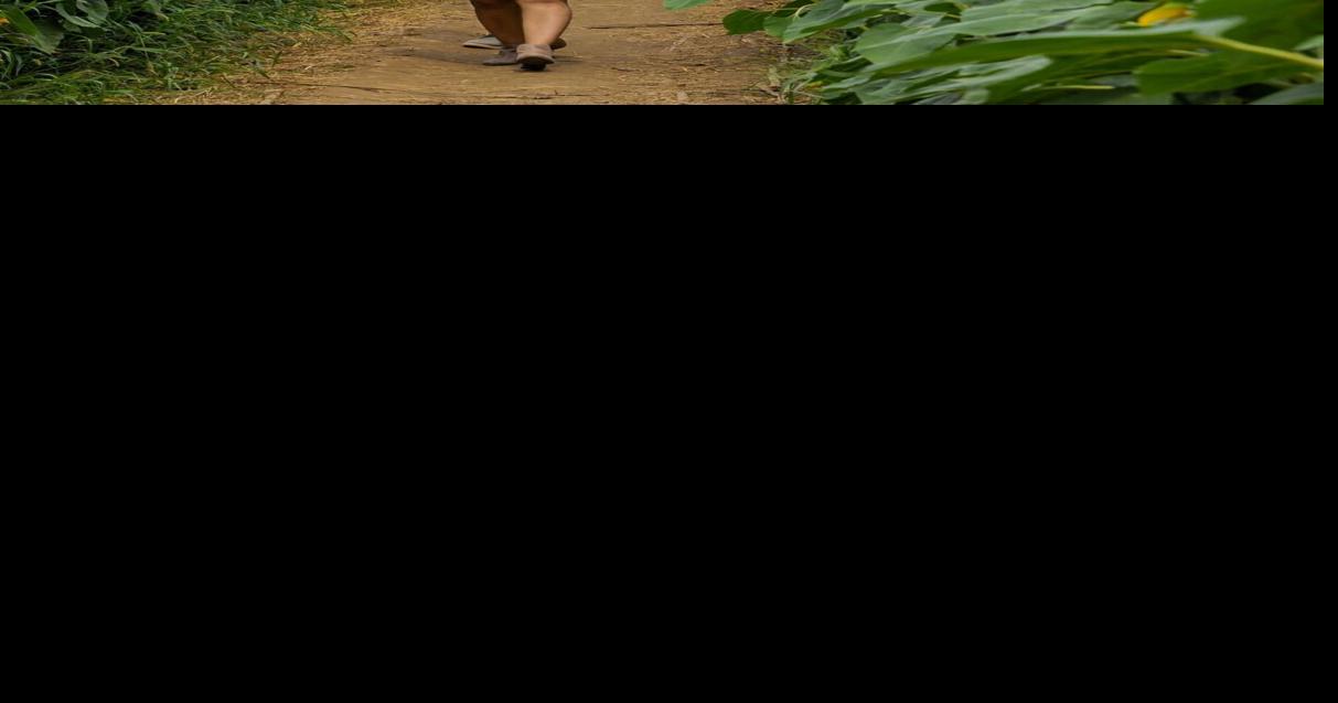 Caledon East farm to open sunflower fields on Monday