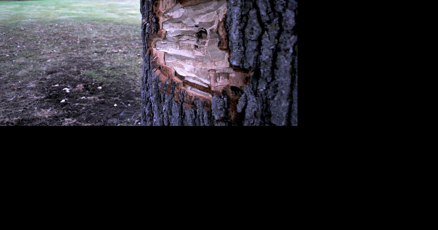 200-year-old 'Mother Tree' axed in Fountainbridge Park