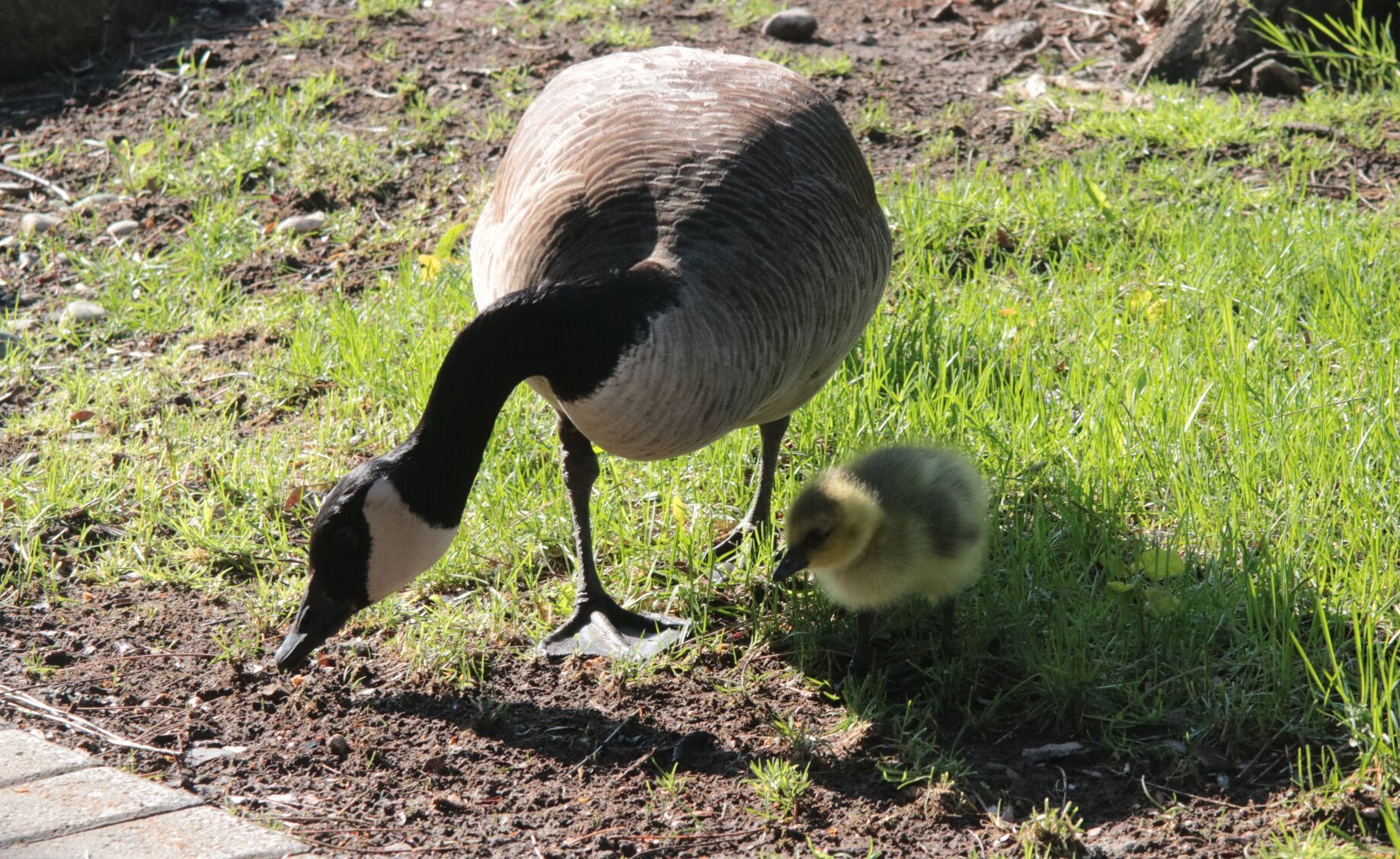 Canada geese outlet killed in toronto