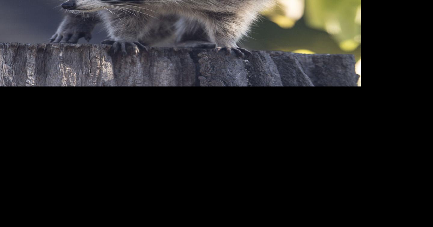 Raccoons will have a feast starting Jan. 4 with Peel's new collection bins