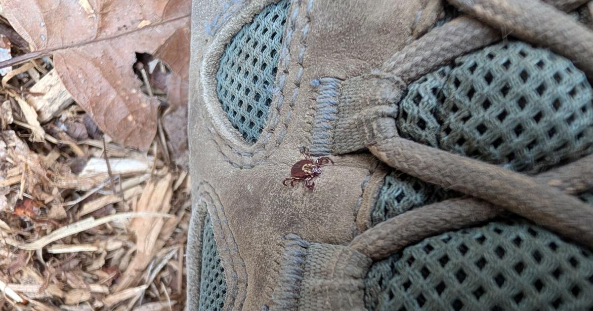 Ontario Sees More Ticks This Year: Essential Information for Prevention and Removal