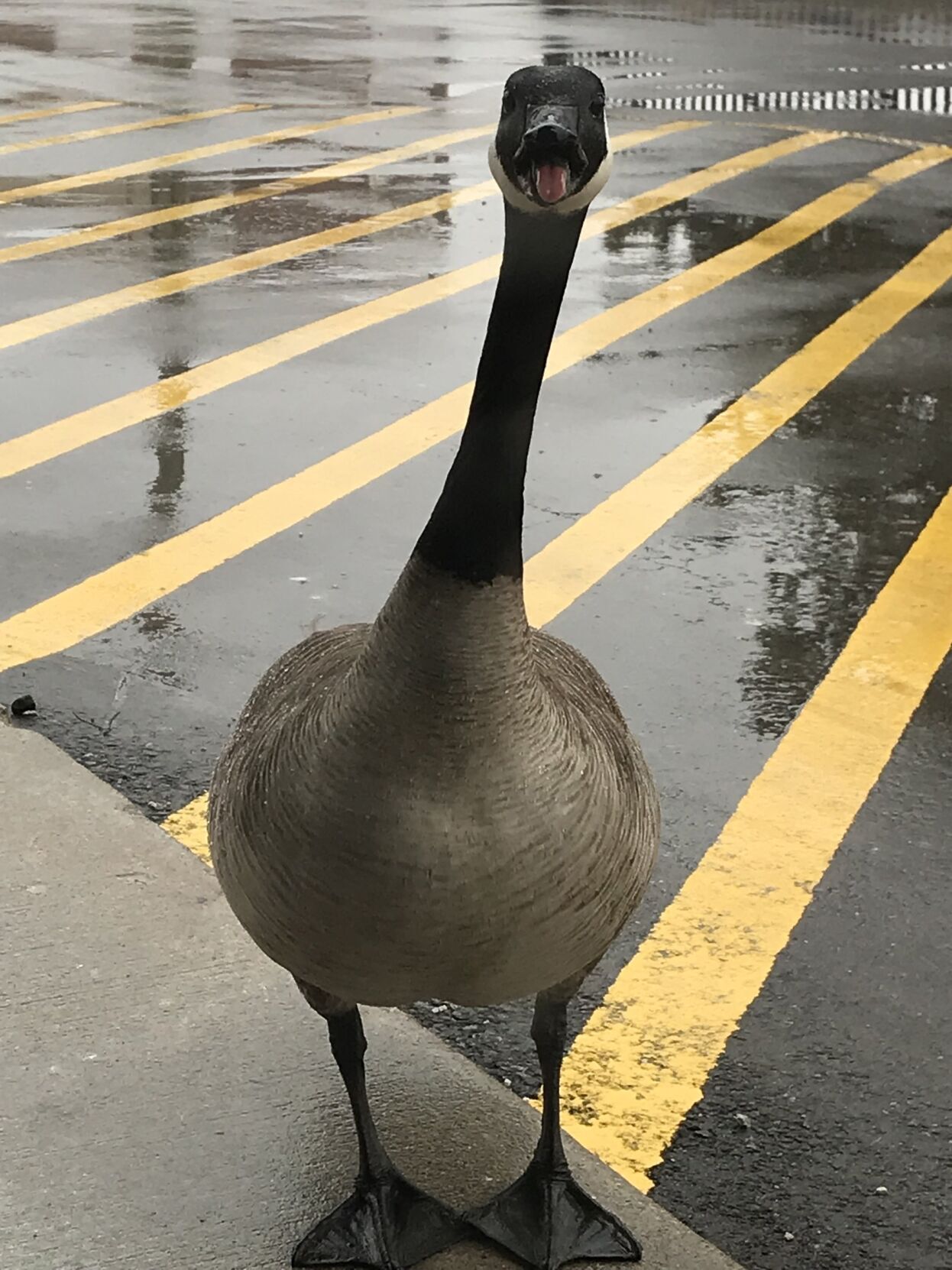 Canada goose andorra airport sale