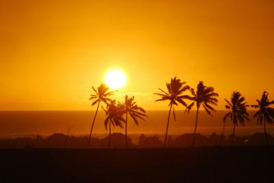 Palm trees, high temperatures