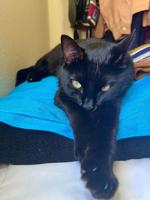 IMG_6640-brenda-cat-calo