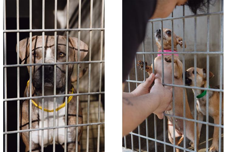 Capital & Main - Dip-scaled.jpg