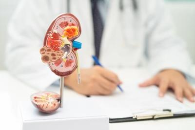 Opportunities in IgA Nephropathy Research: Exploring the 4 Hit Process