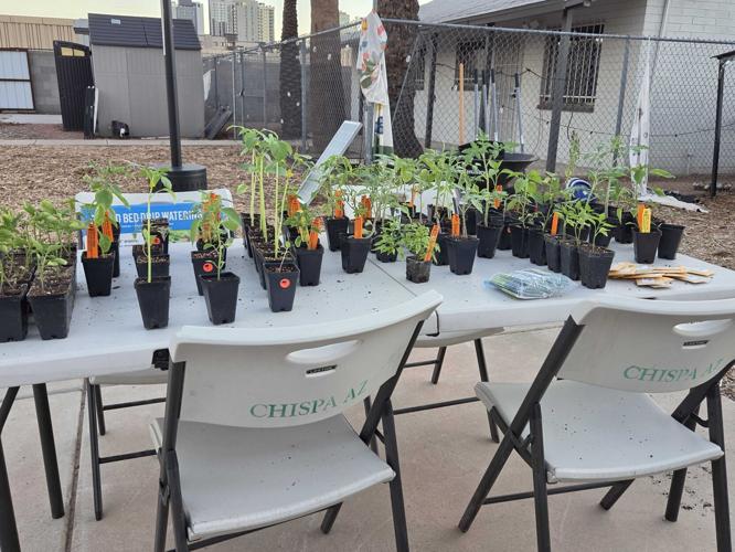 chispa garden