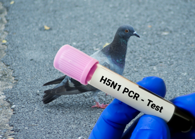 Bird flu