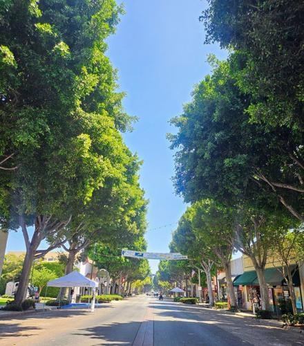 ficus trees