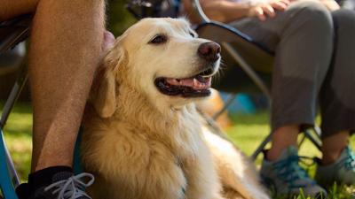 Controlling Osteoarthritis Pain: What Your Vet and Dog Want You to Know
