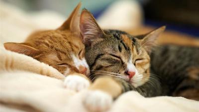 How to successfully introduce a new cat to your feline family