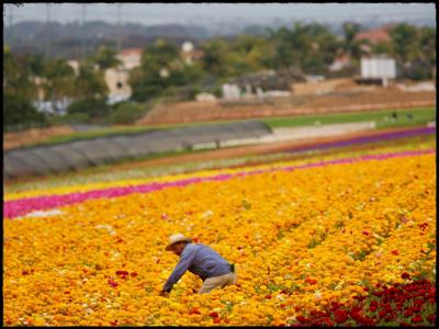 Immigrant Laborers Harvest California’s Produce