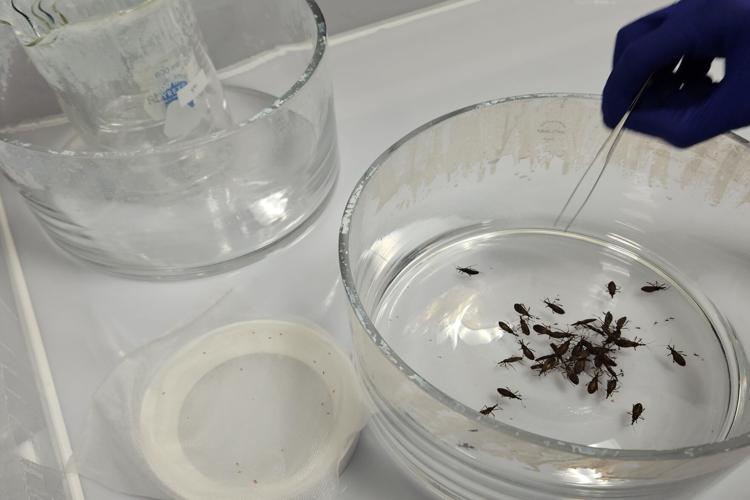 Doctors advocate fresh efforts to combat Chagas Disease, a silent killer