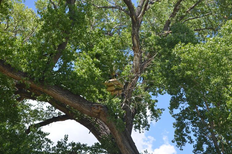tree protest