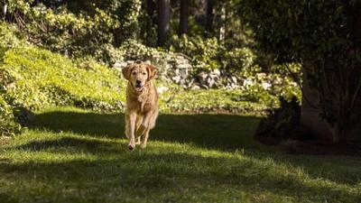 Fido having tummy troubles? What to do when a pet has diarrhea