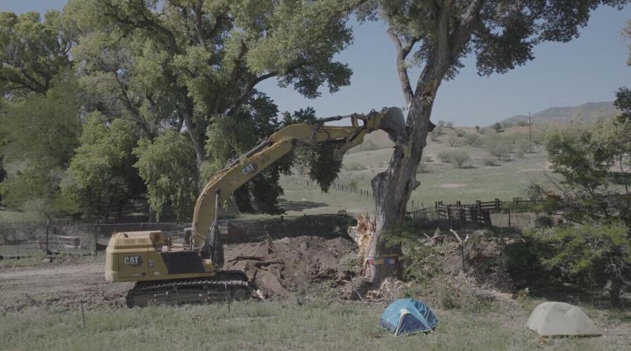 Cottonwood_destruction_Lochiel