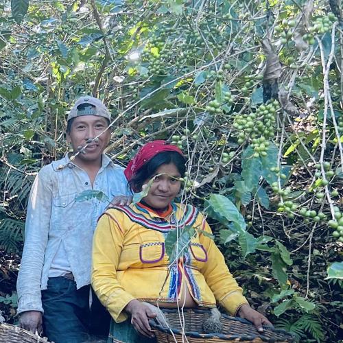 Members-of-the-Huichol-community-harvesting-coffee-beans-at-La-Bolita-ranch-Courtesy-of-Daniel-Garcia-Carrillo