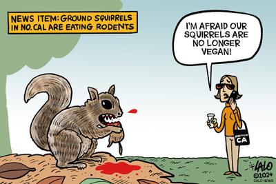 Lalo on CALÓ: Northern California Squirrels Are Eating Rodents