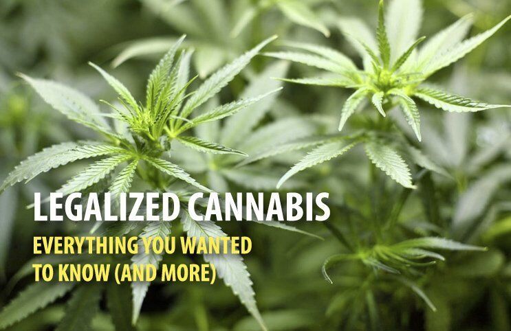 Legalizing Cannabis: Everything you wanted to know