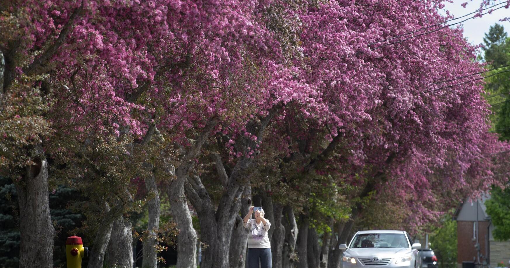 Cambridge Times morning update for May 7 - Vimarsana News