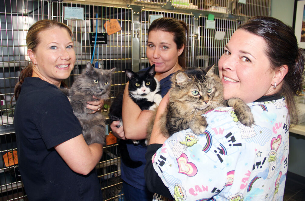 Humane Society Overloaded With Cats