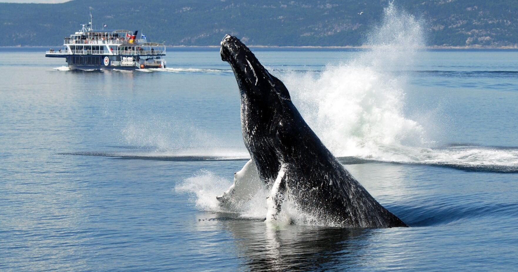 Road tripping along Quebec's Route des Baleines, I encounter not just whales but also the best of Canada - Vimarsana News