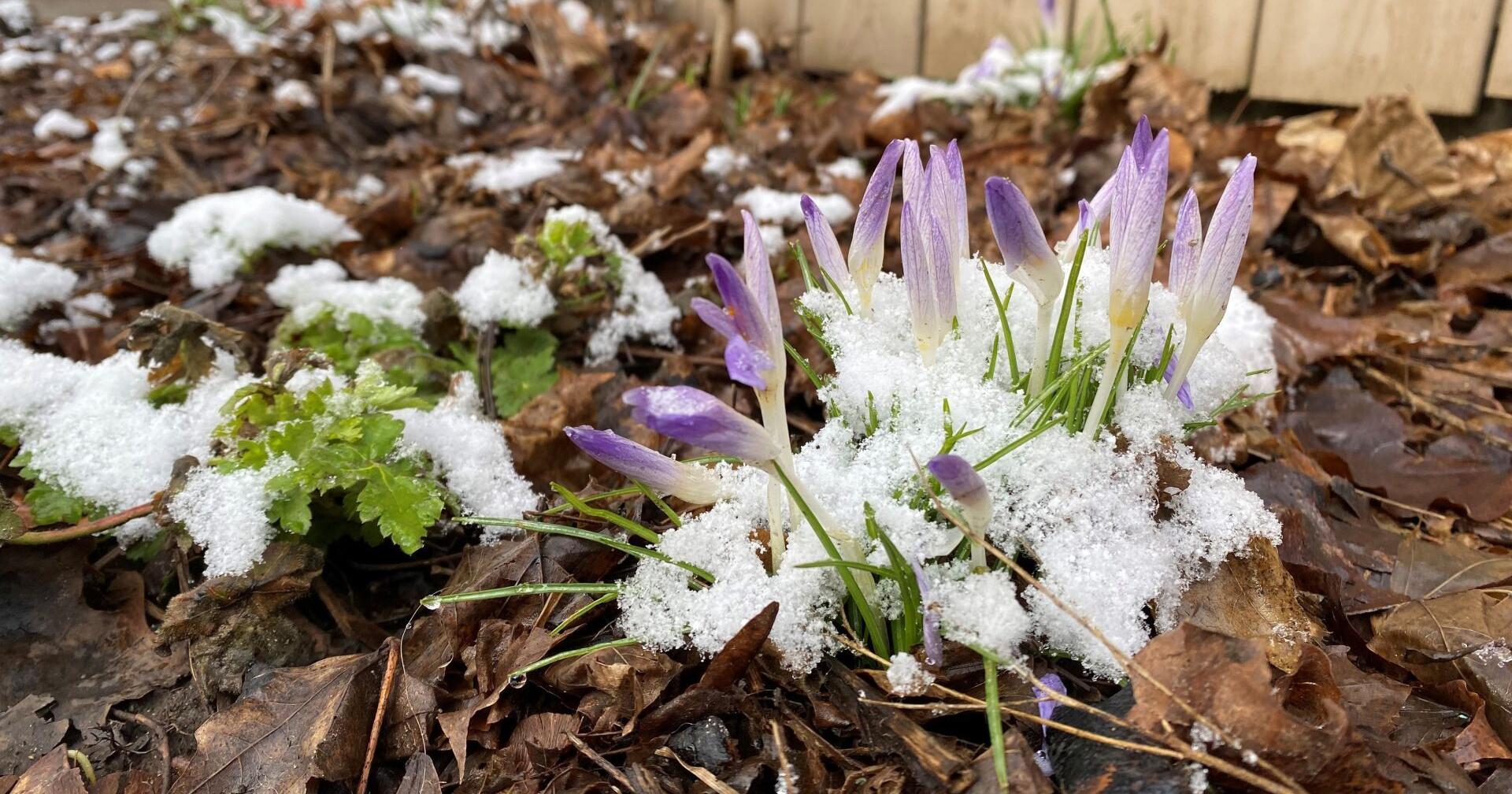 Cambridge Times morning update for March 11 - Vimarsana News