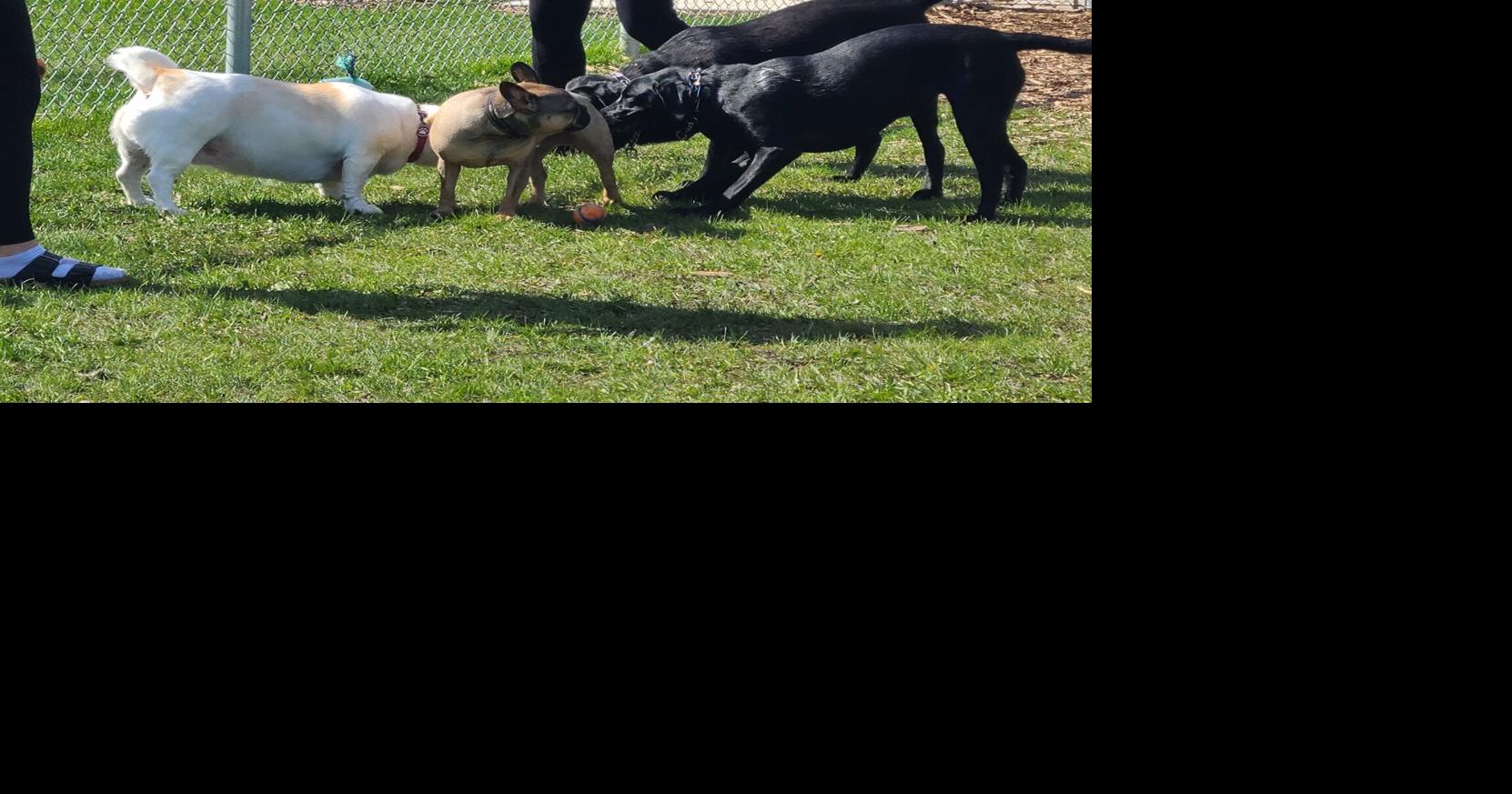 Leash-free dog park in Cambridge to close for maintenance