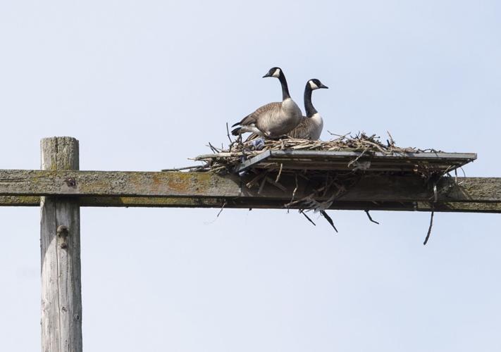 Goose Nesting Platform Cambridge Times morning update for May 2