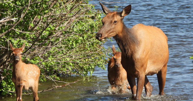 Wildlife and human deaths spark calls for change