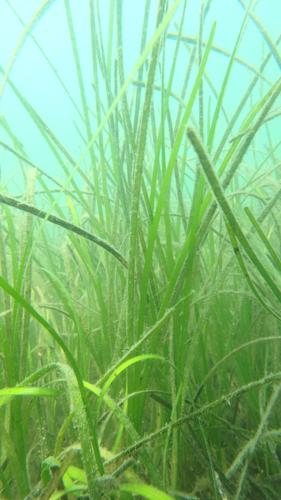 Eelgrass