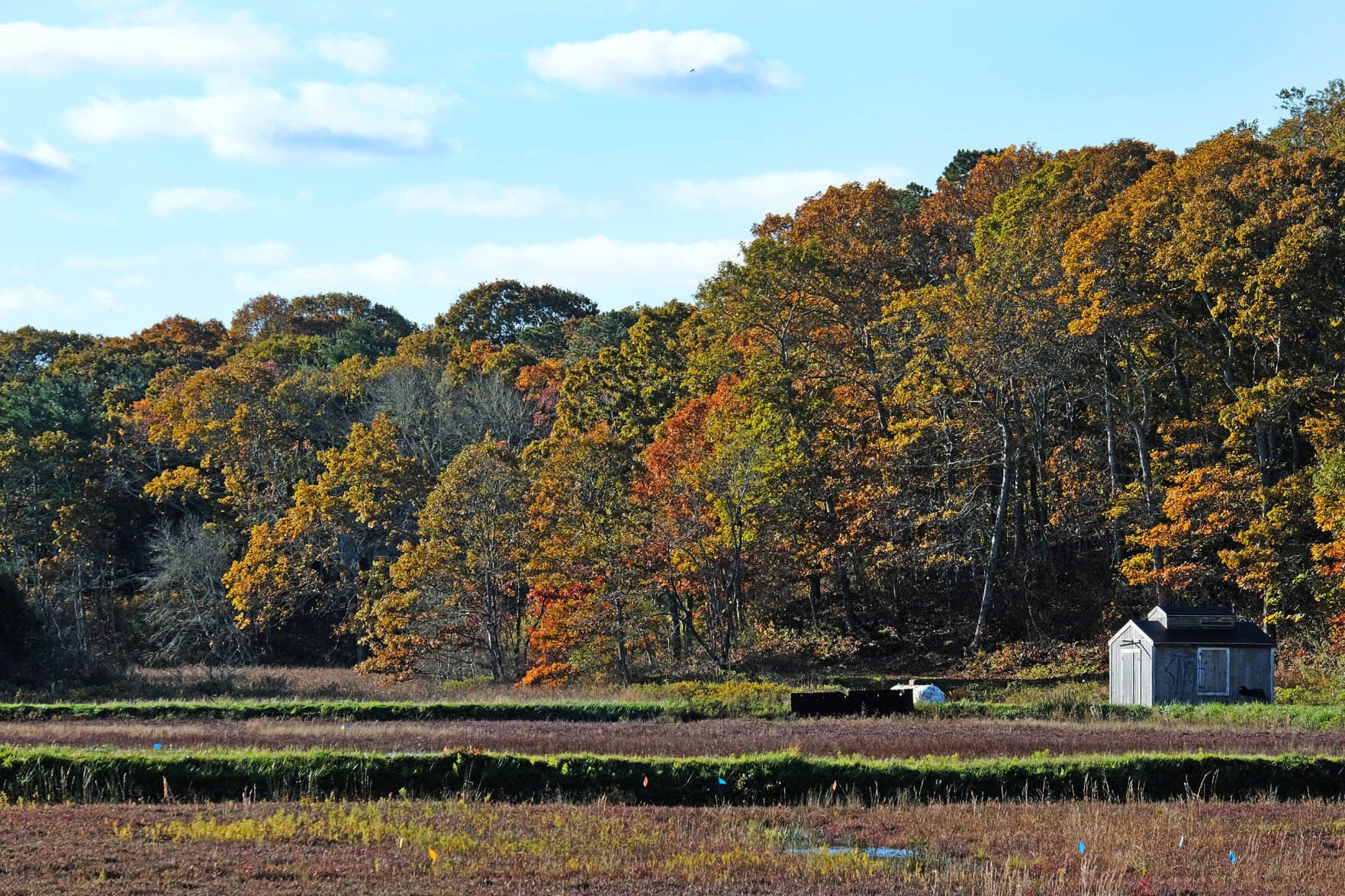 New Report Sheds Light On Cranberry Bog Nutrient Pollution Regional   654d5119bbdea.image 