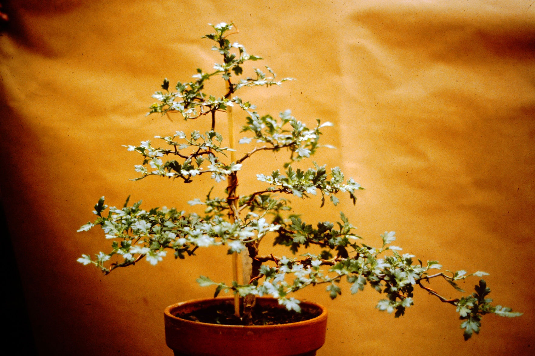 sanitärfarbe bambus Kunstpflanze bambus – 180 cm main image 0
