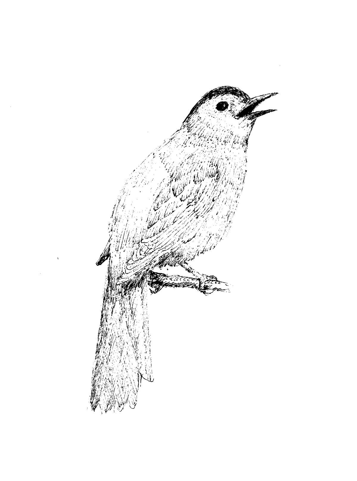 Amazon.com: Vintage Bird Drawing Beautiful - 3